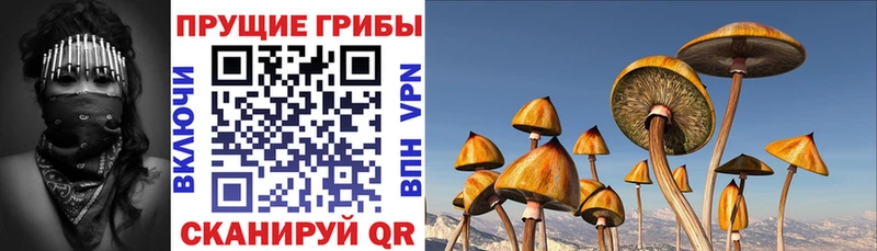 купить закладку  Калининск  Псилоцибиновые грибы Magic Shrooms 
